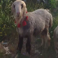 کاوه قوچ