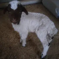 بره ۲۰ روزه