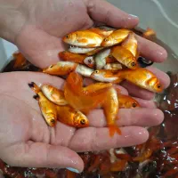 ماهی قرمز|ماهی|بجنورد, |دیوار