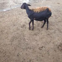 گوسفندشیشک بیزش چهاردندان جوان