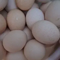 تخم مرغ دیلگونی اصل
