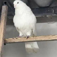 شمرونی کبوتر