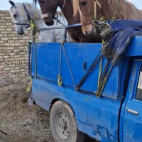بزرگترین مرکز خرید و فروش اسب در ایران