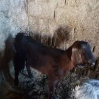 5 عد د بز بفروش میرسذ|حیوانات مزرعه|شیراز, مسلم|دیوار