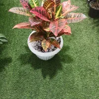 گل آپارتمان زیبای باکیفیت|گل و گیاه طبیعی|اردبیل, |دیوار