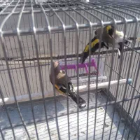 سلام ۲ عدد سهره گاوی درشت به شرط نر بودن تضمینی|پرنده|فردیس, فردیس|دیوار