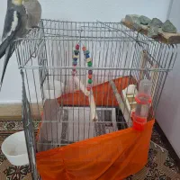 عروس هلندی|پرنده|نوشهر, |دیوار