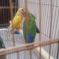 طوطی برزیلی|پرنده|قزوین, |دیوار