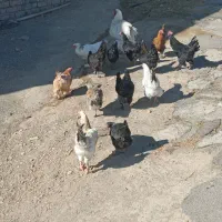 مرغ و وار سیاه دم تخم|حیوانات مزرعه|خمین, |دیوار