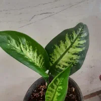 گل دیفن