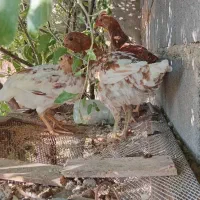 4عدد مرغ 3عدد نیمجه