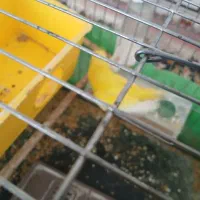 مرغ عشق روستای زراقلی|پرنده|رامهرمز, |دیوار