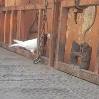 کفتر طوقی|پرنده|شیراز, شهرک بهار|دیوار