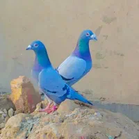 کبوتر|پرنده|نیمروز, |دیوار