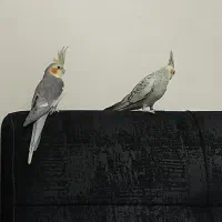 پرنده نرو وماده|پرنده|پرند, فاز ۲|دیوار