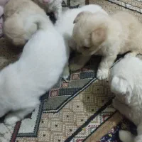 توله سگ فروشی