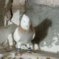 سه‌ عدد طوقی نر