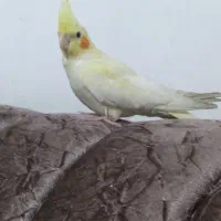 عروس هلندی لوتینو|پرنده|عجب شیر, |دیوار