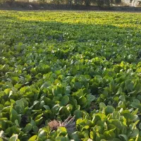 نهال کاهو|خدمات باغبانی و درختکاری|سرخنکلاته, |دیوار