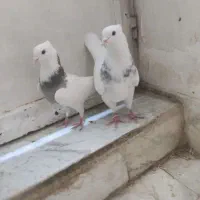 ۱۴عدد کفتر