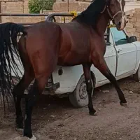 فروش اسب