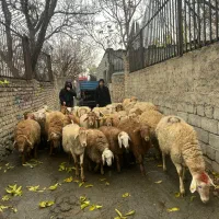 مغان کردستان فروش گوسفند بره زنده|حیوانات مزرعه|تهران, یافت آباد جنوبی|دیوار