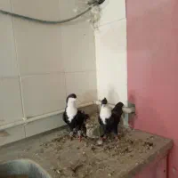 کراواتی|پرنده|تربت‌حیدریه, بیمارستان رازی|دیوار