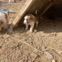 چهارتا توله سگ