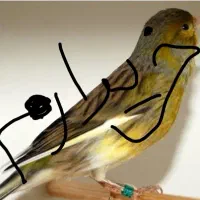 قناری ماده برای سهره