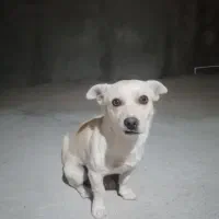 سگ اشپیتز یک نیم ساله شناسنامه دار