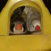 یک جفت فنج مولد