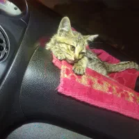 واگذاری رایگان بچه گربه