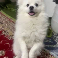 سگ پامر