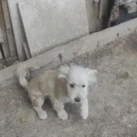 سگ پا کوتاه شپرز