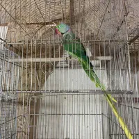 شاه طوطی  اسکندر نر ۴ ساله وحشی