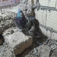 کبوتربازیکن|پرنده|بم, |دیوار