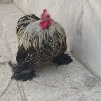 خروس کوشین