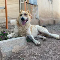 سگ گم شده