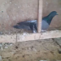 کبوتر|پرنده|رشت, شهرک آیت الله منتظری|دیوار