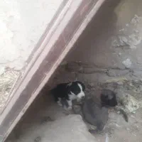 ۲تا توله سگ