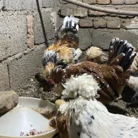 تخم نطفه دار پاکوتاه|حیوانات مزرعه|نوشین شهر, |دیوار