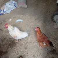 خروس|حیوانات مزرعه|دهگلان, |دیوار