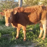 گاو تلیسه قربانی نزاییده دودندان درشت شقه دار