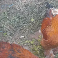 خر‌وس برهما