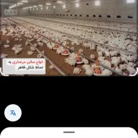 کارگر مرغداری