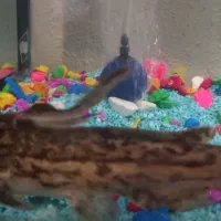 پنکوسی درختی  سالم سالم