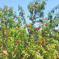 ۴۰۵ متر باغ میوه محصور // ۷۸۰ میلیون با سهمیه آب|فروش زمین و ملک کلنگی|محمدشهر, محمدشهر|دیوار