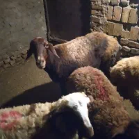 میش افشاری بره