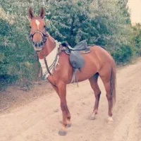 اسب|اسب و تجهیزات اسب‌سواری|ترکمانچای, |دیوار