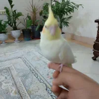 عروس هلندی|پرنده|قم, باغ کرباسی|دیوار